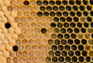 Why Did My Newly Installed Bees Make a Queen Cell?